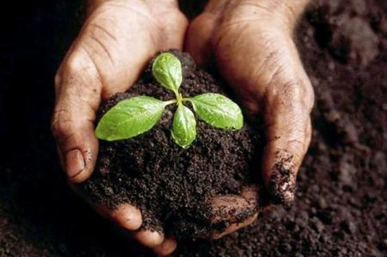 Qué son los biofertilizantes y por qué son tan importantes en jardinería