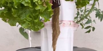 Aeroponía: lo que tenés que saber sobre el cultivo futurista en el aire