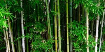 Mitos y verdades del bambú, que tiene “mala fama” pese a que el mundo lo valora como remediador ambiental