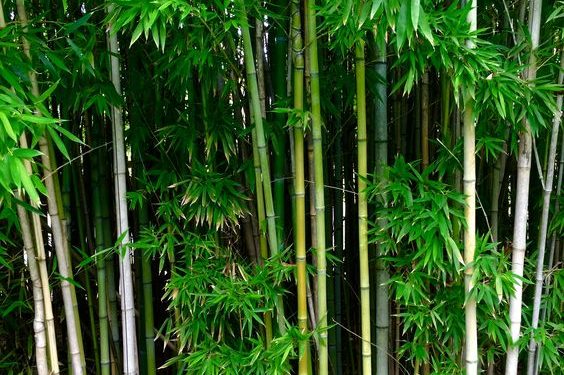 Mitos y verdades del bambú, que tiene “mala fama” pese a que el mundo lo valora como remediador ambiental