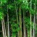 Mitos y verdades del bambú, que tiene “mala fama” pese a que el mundo lo valora como remediador ambiental