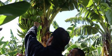 La fruta más comida en el país es casi toda importada, pero igual el INTA armó un banco de variedades porque sabe que las bananas argentinas “son únicas”