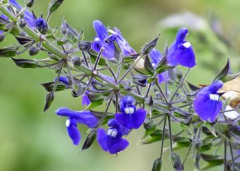 Plantas nativas: por qué son tendencia en el diseño de jardines