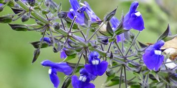 Plantas nativas: por qué son tendencia en el diseño de jardines