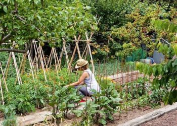 No fallan: las mejores plantas para ahuyentar roedores del jardín