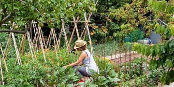 No fallan: las mejores plantas para ahuyentar roedores del jardín