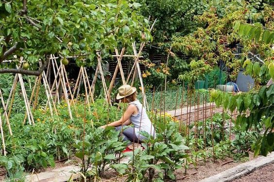 No fallan: las mejores plantas para ahuyentar roedores del jardín