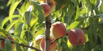 Es ahora: ¿Cómo hacer el tratamiento contra la mosca de la fruta?