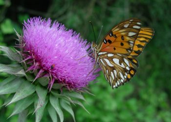 Paisajismo: Tendencia hacia plantas nativas y fauna silvestre, ¿Por qué?