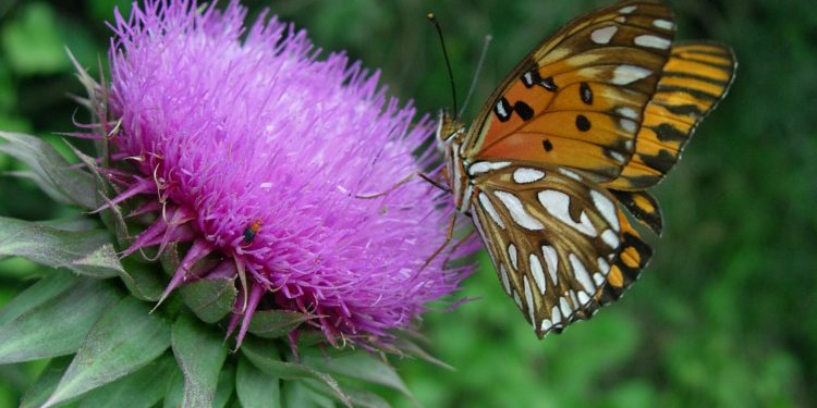 Paisajismo: Tendencia hacia plantas nativas y fauna silvestre, ¿Por qué?