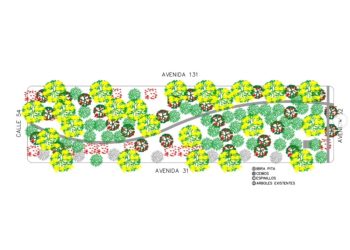 Forestación de árboles nativos en La Plata: de qué se trata y cómo ser parte de este proyecto verde