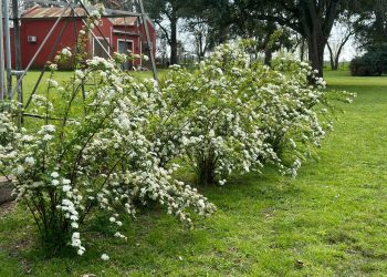 Spiraea cantoniensis: Una explosión de flores blancas que ilumina cualquier jardín