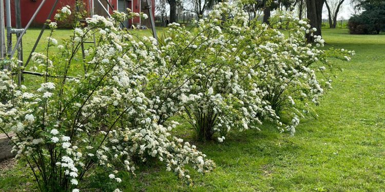 Spiraea cantoniensis: Una explosión de flores blancas que ilumina cualquier jardín