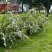 Spiraea cantoniensis: Una explosión de flores blancas que ilumina cualquier jardín