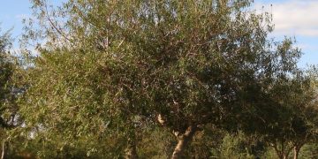 Curupí o Lecherón (Sapium haematospermum): el árbol nativo que habita en la Isla Martín García