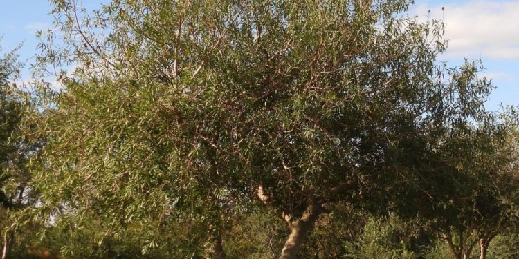 Curupí o Lecherón (Sapium haematospermum): el árbol nativo que habita en la Isla Martín García
