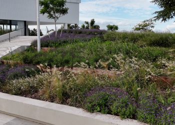 Las mejores plantas nativas para armar una pradera