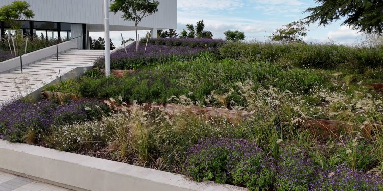Las mejores plantas nativas para armar una pradera