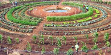 Qué es la permacultura: el sistema de cultivo basado en la producción sustentable