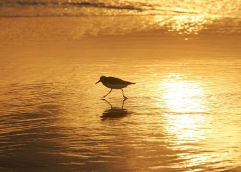 ¿Cuál es el rol de Aves Argentinas en la conservación del medio ambiente?