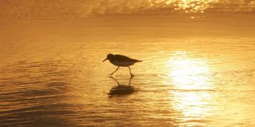 ¿Cuál es el rol de Aves Argentinas en la conservación del medio ambiente?