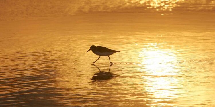 ¿Cuál es el rol de Aves Argentinas en la conservación del medio ambiente?