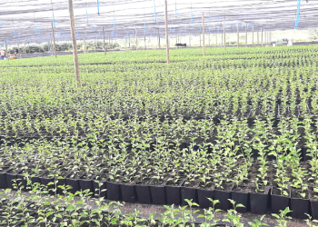 Entregan hasta 100 árboles frutales de varias especies a proyectos para impulsar la diversificación en territorio bonaerense