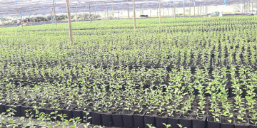 Entregan hasta 100 árboles frutales de varias especies a proyectos para impulsar la diversificación en territorio bonaerense