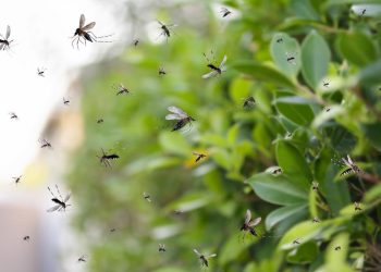 Mosquitos: la lista de plantas que los atraen