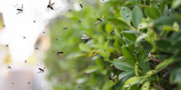 Mosquitos: la lista de plantas que los atraen