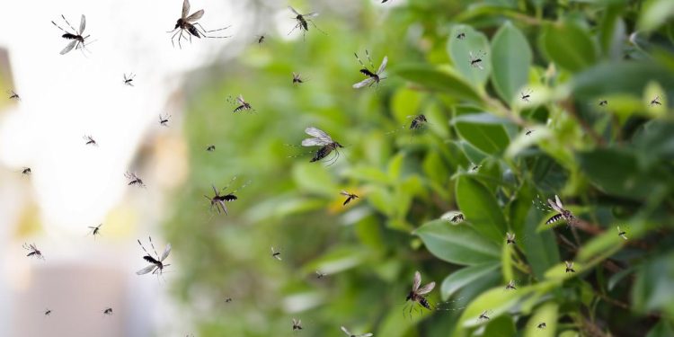 Mosquitos: la lista de plantas que los atraen