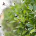 Mosquitos: la lista de plantas que los atraen