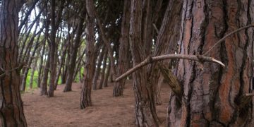 Misterios del bosque energético de Miramar