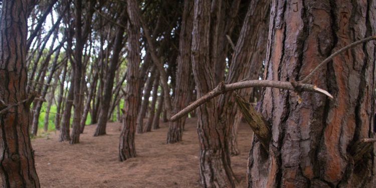 Misterios del bosque energético de Miramar