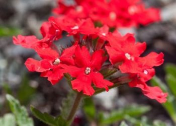 Margarita Punzó: Belleza, resistencia y resiliencia natural