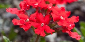 Margarita Punzó: Belleza, resistencia y resiliencia natural