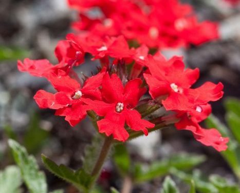 Margarita Punzó: Belleza, resistencia y resiliencia natural