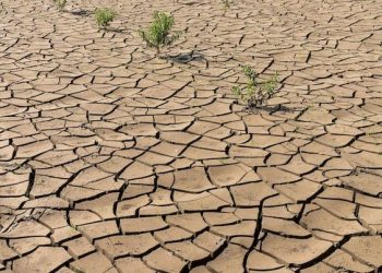 Agricultura resiliente: Cómo cultivar en entornos de escasez hídrica