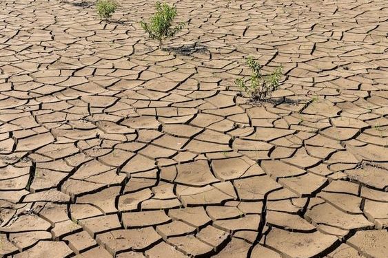 Agricultura resiliente: Cómo cultivar en entornos de escasez hídrica