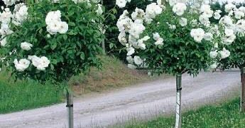 Rosas: ¿Cómo hacer para que tengan forma de arbolito?