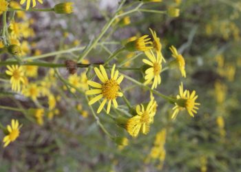 Senecio pterophorus: La margarita de pastizal, una especie en expansión