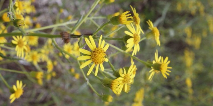 Senecio pterophorus: La margarita de pastizal, una especie en expansión