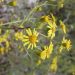 Senecio pterophorus: La margarita de pastizal, una especie en expansión