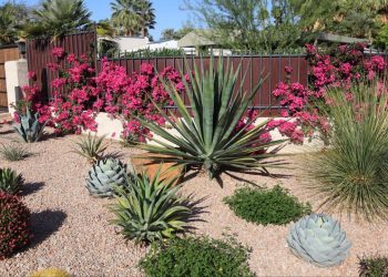 Xerojardinería: la última tendencia en paisajismo para ahorrar agua