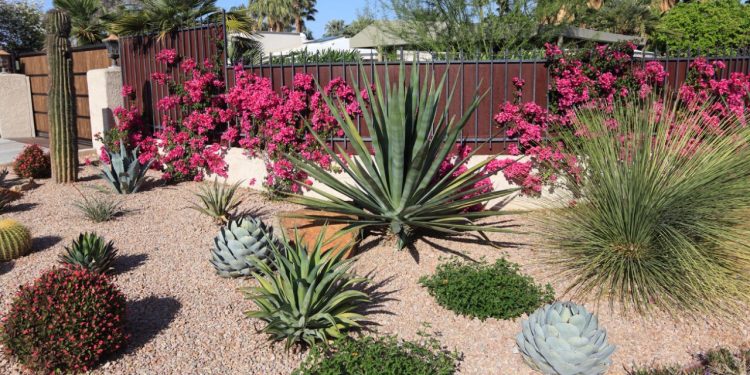 Xerojardinería: la última tendencia en paisajismo para ahorrar agua