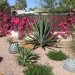 Xerojardinería: la última tendencia en paisajismo para ahorrar agua