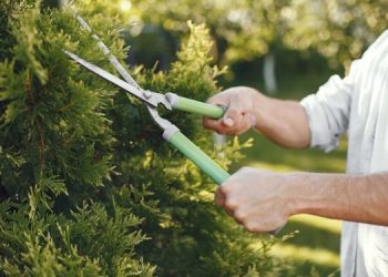 Primavera: ¿Qué podar (y qué no) en esta época?