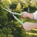 Primavera: ¿Qué podar (y qué no) en esta época?