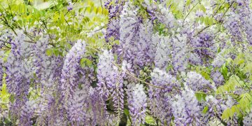 Glicina, la planta para pérgolas y galerías que eligen las famosas