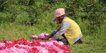 Fiesta de los Tapices de Peonías en Trevelin: Detalles de una fiesta imperdible